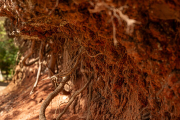 A close up of a tree stump with roots growing out of it. The image has a moody and mysterious feel to it, as the roots seem to be reaching out in all directions, creating a sense of depth