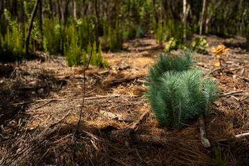 A small green plant is growing in a field of dry grass. The plant is surrounded by dead branches and twigs, giving the scene a somewhat desolate and abandoned feel