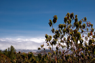 A tree with brown leaves is in the foreground of a cloudy sky. The tree is surrounded by a forest and the sky is filled with clouds