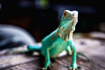 Single green lizard on a rock