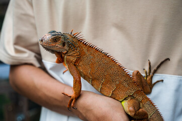 Naklejka premium Close up iguana climbing on owner arm, exotic and household pet concept
