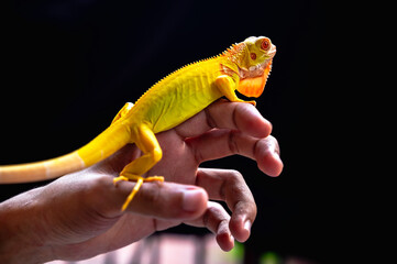 Little yellow lizard on a hand, popular household pet
