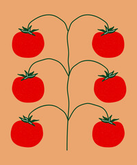 Tomatoes