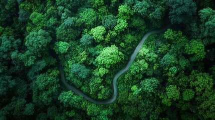Aerial View of a Winding Road Through Lush Green Forest
