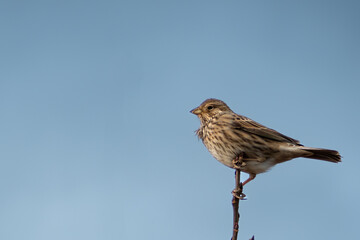 Potrzeszcz na gałęzi drzewa na tle niebieskiego nieba - z profilu - Emberiza calandra - Corn bunting