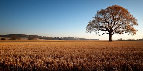 Obraz premium Seasonal changes in British farmland, a landscape transitioning from the autumn harvest to winter pastures