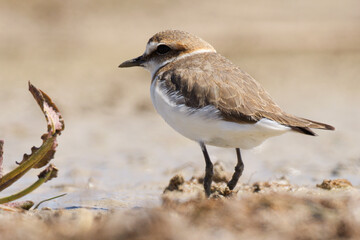Wildlife - Birds. kentish plover birds living on sandy and pebbly lake shores and streams feed on insects, caterpillars and worms and small reptiles.