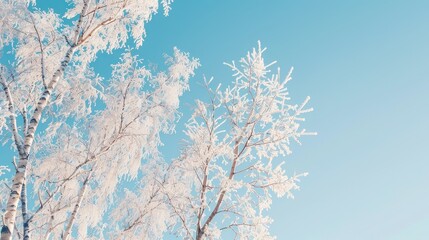 Birch branches covered in frost against a blue sky
