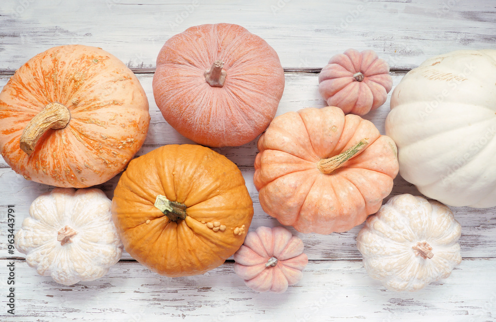 Poster Autumn table scene of pastel pumpkins of various sizes and colors over a rustic white wood background. Above view with copy space.