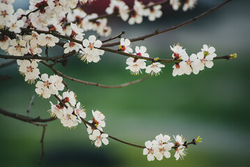 Apricot tree blossoms