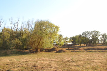 A field with trees and grass