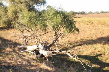 A tree with no leaves