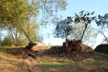 A tree that has been cut down
