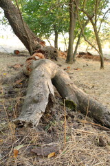 A tree trunk with a pile of wood and branches