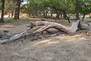 A tree trunk with many branches