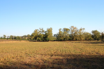 A field with trees in the background