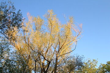 Obraz premium A tree with yellow leaves