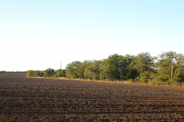 A field with trees and grass