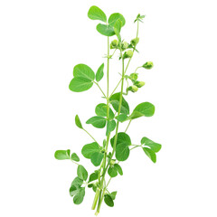 A green plant with leaves and a stem. The plant is growing in a field