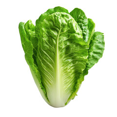 Fototapeta premium A large green leafy vegetable with a stem