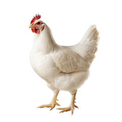 Fototapeta premium A white chicken stands on a white background. The chicken is looking to the right. The image has a calm and peaceful mood