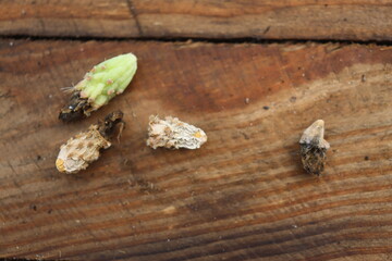 kaktus opuncja Opuncja fragilis Freisina