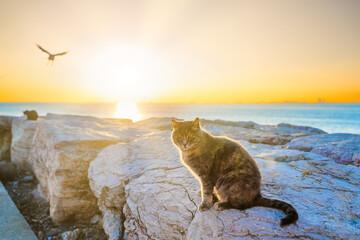 An Istanbul cat on the shores of the Sea of Marmara. Looking at the camera. Cute stray cat