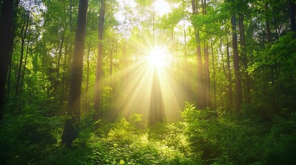 Obraz premium Bright morning light streaming through a forest