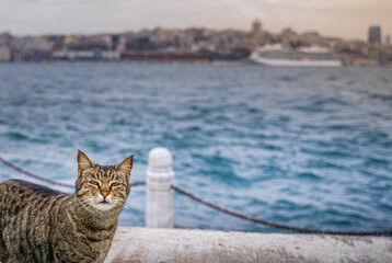 An Istanbul cat on the shores of the Sea of Marmara. Looking at the camera. Cute stray cat