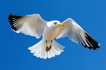 Fototapeta premium Bird circling in the sky, scanning the ground below as it searches for a place to land in the open fields