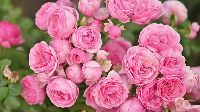 Roses of the Pomponella variety in close-up at the peak of flowering. profusely blooming pink roses