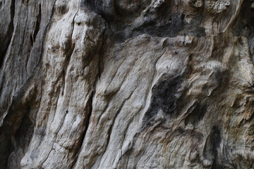background with expressive texture of old wood	

