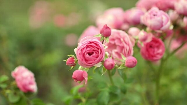 Roses of the Pomponella variety in close-up at the peak of flowering. profusely blooming pink roses