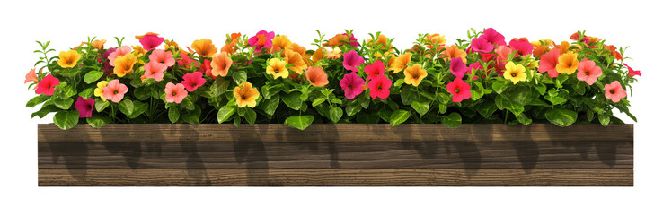 Yellow and red petunias flowers in wooden flower box isolated on white or transparent background