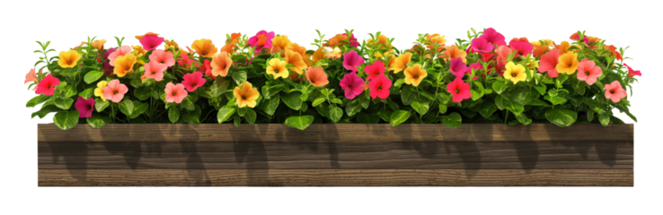 Yellow and red petunias flowers in wooden flower box isolated on white or transparent background