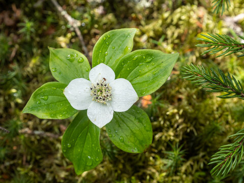 Single flower of blooming white Canadian bunchberry, creeping dogwood, with water droplets against moss and pine branch.
