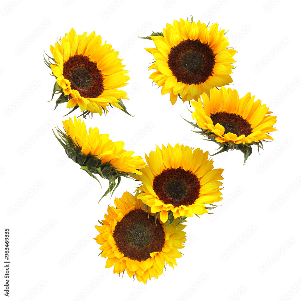 Poster Many vibrant sunflowers falling on white background