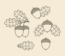 Acorn outline. Isolated acorn outline on white background © oleg7799