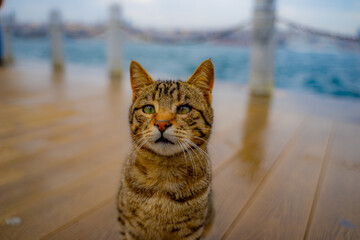An Istanbul cat on the coast of the Sea of Marmara. Cute stray cat