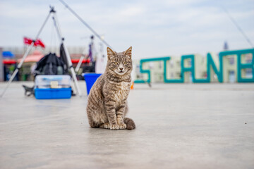 An Istanbul cat on the shore of Golden Horn Bay. Cute stray cat