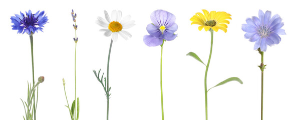 Different beautiful flowers isolated on white, set