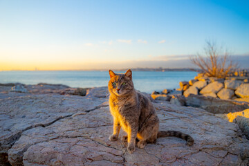 An Istanbul cat on the coast of the Sea of Marmara. Cute stray cat
