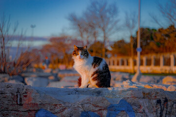 An Istanbul cat on the coast of the Sea of Marmara. Cute stray cat