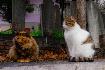 Two Istanbul cats in an old cemetery. Cute stray cats