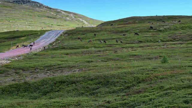 A large herd of reindeer grazing on lush green hills next to a gravel road in Idre Dalarna, Sweden, showcasing the beautiful natural landscape