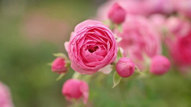 Roses of the Pomponella variety in close-up at the peak of flowering. profusely blooming pink roses