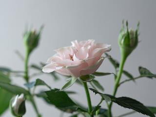 Pale Pink Rose in Full Bloom with Buds on white background 
