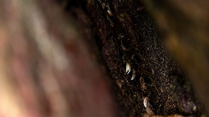 CloseUp of a Textured Natural Surface Featuring Tiny Intricate Details and Patterns