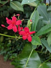 pink orchid isolated against leaves