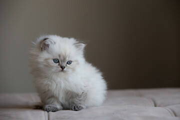 white persian cat